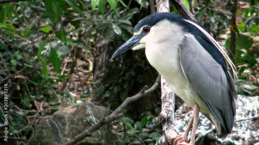 4K An adult bird Nycticorax, black-crowned night heron, living on the trees of lake at the Daan Forest Park in Taipei city. Taiwan-Dan 4K An adult bird Nycticorax, black-crowned night heron, living on the trees of lake at the Daan Forest Park in Taipei city. Taiwan-Dan