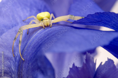 Crab spider on flower photo