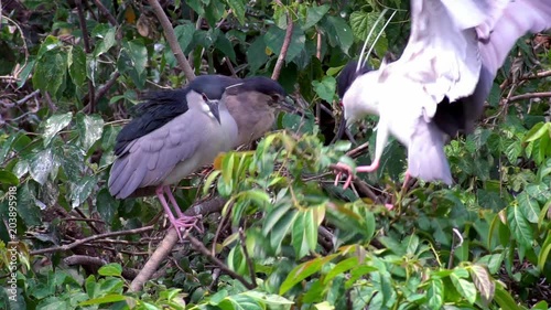 Slow Motion of an adult bird Nycticorax, black-crowned night heron, living on the trees of lake at the Daan Forest Park in Taipei city. Taiwan-Dan photo
