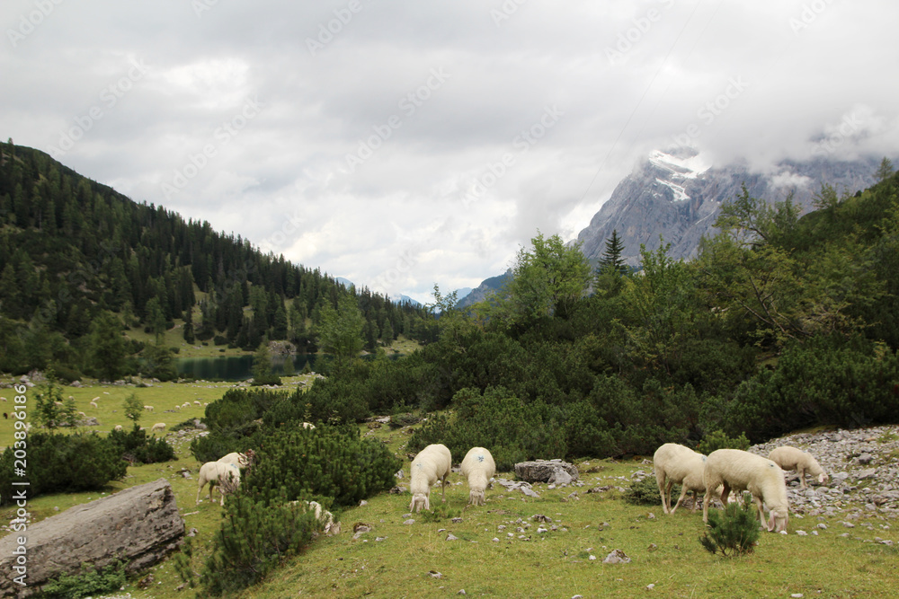 A herd of sheeps in Ehrwald mountains at Seebensee lake