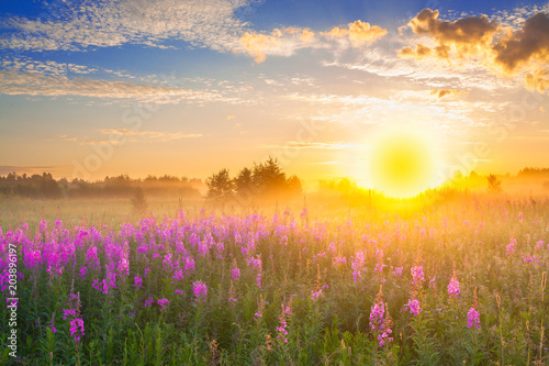 landscape with sunrise and blossoming meadow