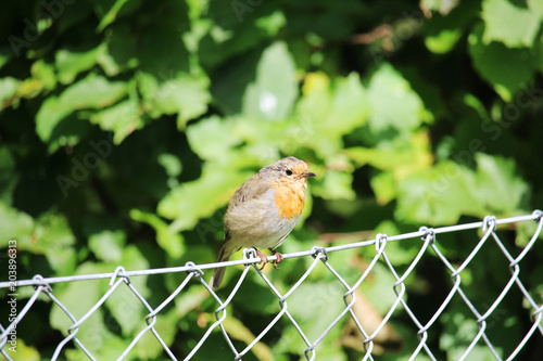 A tiny orange breasted bird in Fussen, Bavaria, Germany