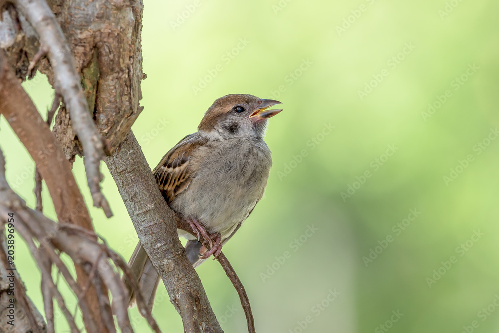 Eurasian Tree Sparrow