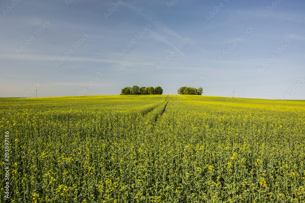 Huge yellow field of rapeseed and trees in the distance