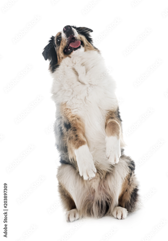 Fototapeta premium australian shepherd in studio