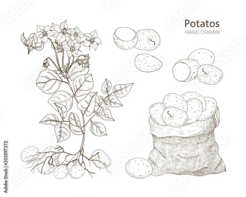 Elegant monochrome botanical drawings of potato plant with flowers, tubers and vegetables in bag. Edible crop hand drawn with contour lines on white background. Vector illustration in engraving style.
