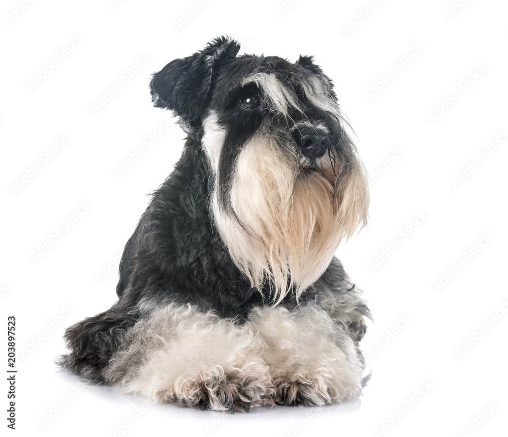 miniature schnauzer in studio