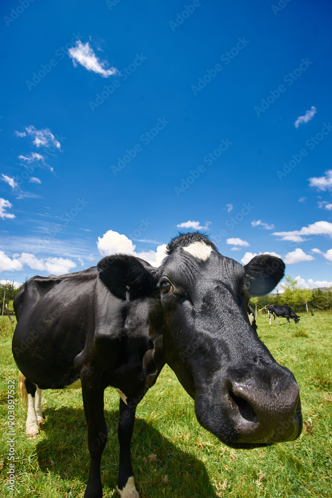 Cara de vaca Stock Photo Adobe Stock