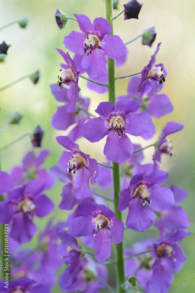 Foto Stock バーバスカム ビオレッタ Adobe Stock