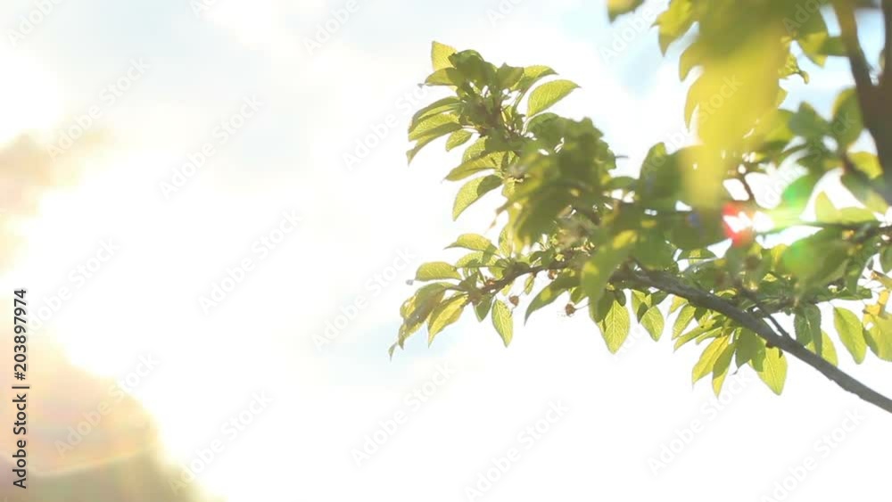 Sunset time. Nature background. Beautiful Sun shine through green leaves. Blurred abstract background. Sunset time. Nature background. Beautiful Sun shine through green leaves. Blurred abstract background.