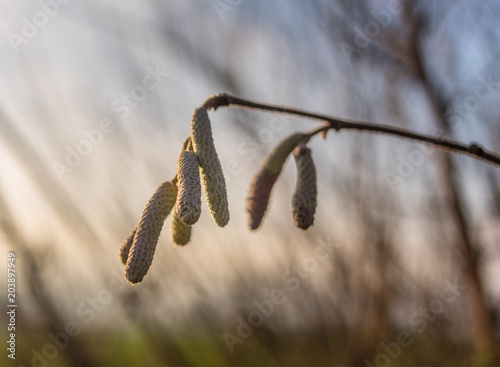 The catkins of a willow tree in sunshine