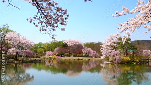 緑水苑の桜（福島県・郡山市） photo