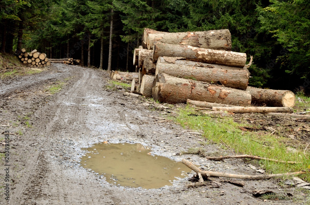 Muddy road in the woods and logs - a large pool in the foreground Muddy road in the woods and logs - a large pool in the foreground