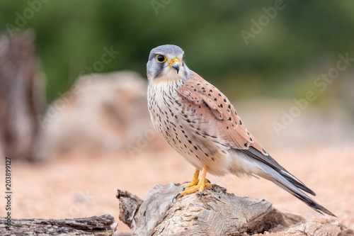 Bild auf Leinwand portrait of a common kestrel (Falco tinnunculus) perched on a trunk and green ba