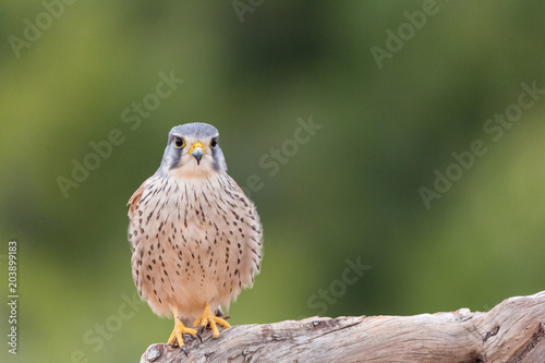 Foto portrait of a common kestrel (Falco tinnunculus) perched on a trunk and green ba