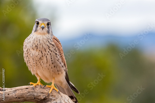 portrait of a common kestrel (Falco tinnunculus) perched on a trunk and green background