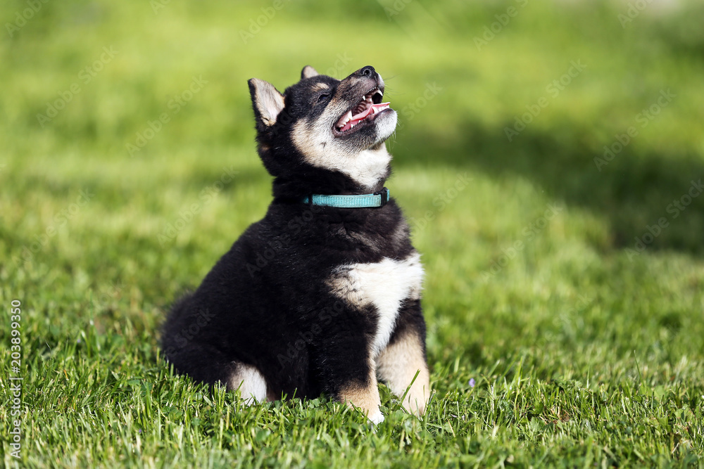 Few weeks old shiba inu puppy playing in the summer garden