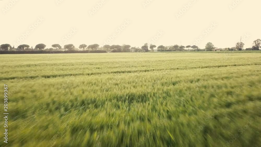 Campo di grano vista aerea con drone Campo di grano vista aerea con drone