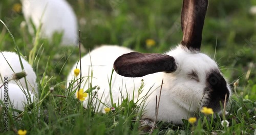 Baby white rabbit in spring green grass background