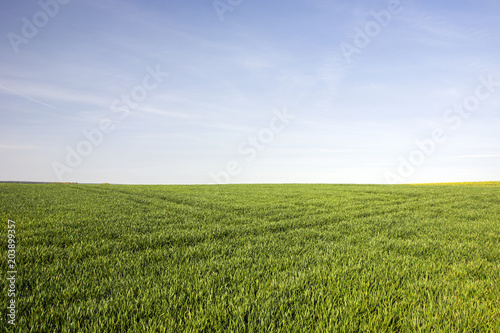 Green grass, horizon and blue sky