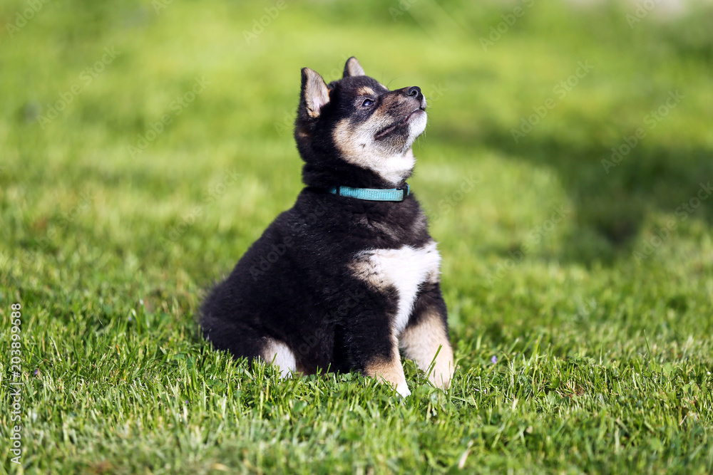 Shiba inu pup sunbathing in the summer garden Shiba inu pup sunbathing in the summer garden