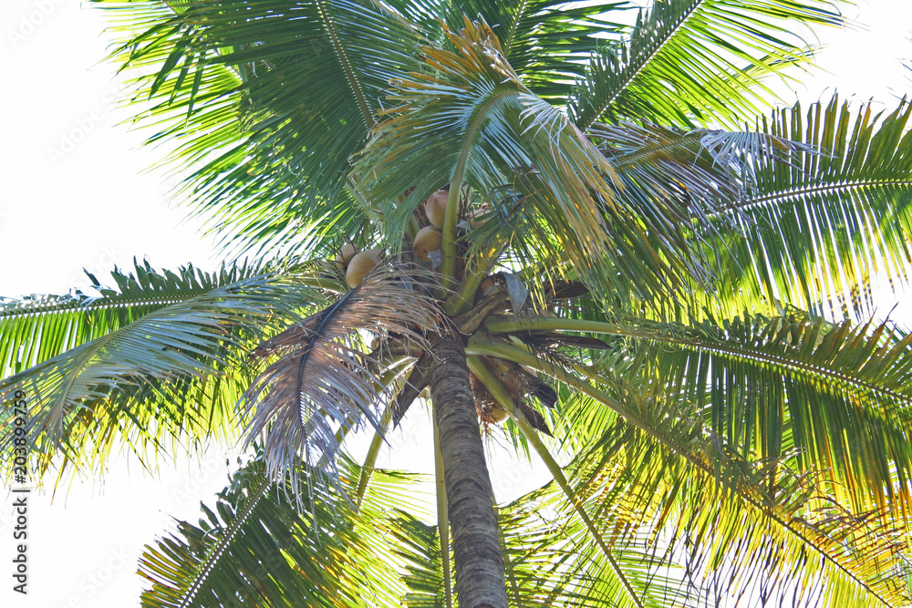 Palm tree on white sky under view background Palm tree on white sky under view background