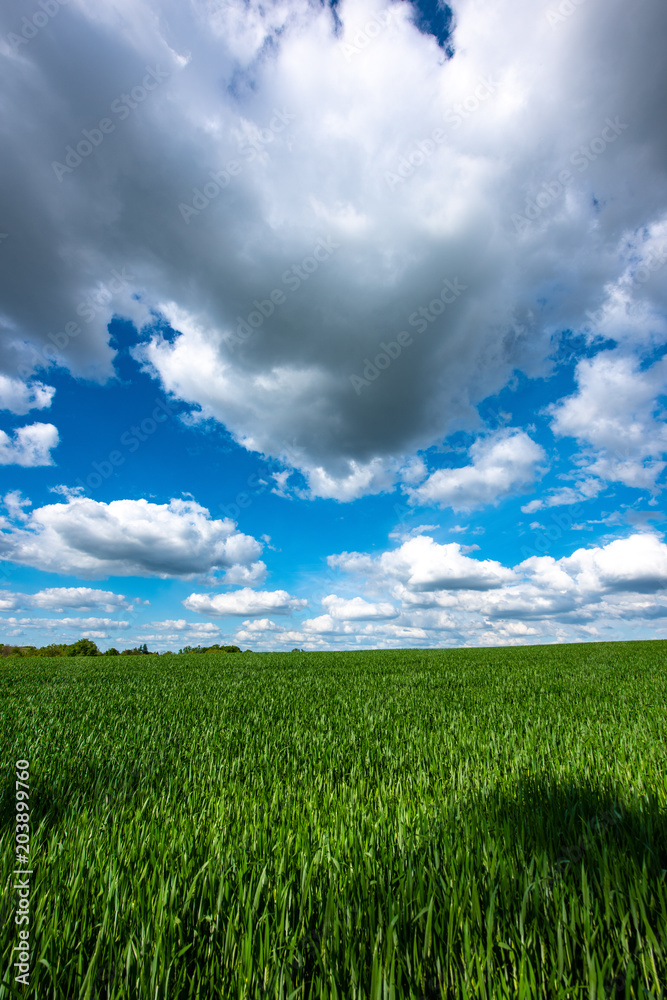 Scenic View Of Wheat Field Against Cloudy Sky Scenic View Of Wheat Field Against Cloudy Sky