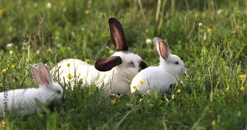 Baby white rabbit in spring green grass background