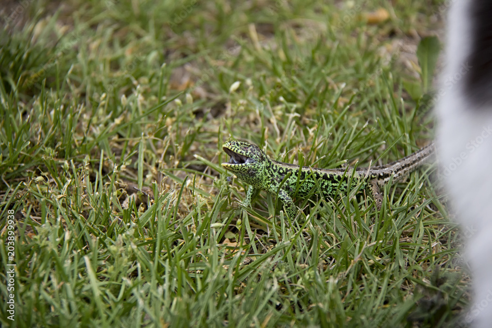 Sand Lizard in the grass. Spring, Czech Republic. Sand Lizard in the grass. Spring, Czech Republic.