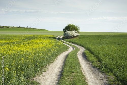 Rural winding road through yellow and green fields