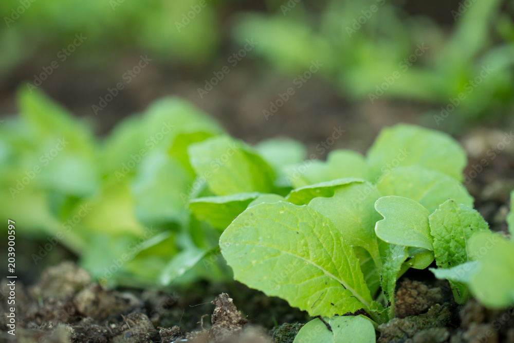 salad seedlings in fertile soil salad seedlings in fertile soil