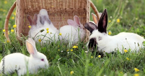 Baby white rabbit in spring green grass background
