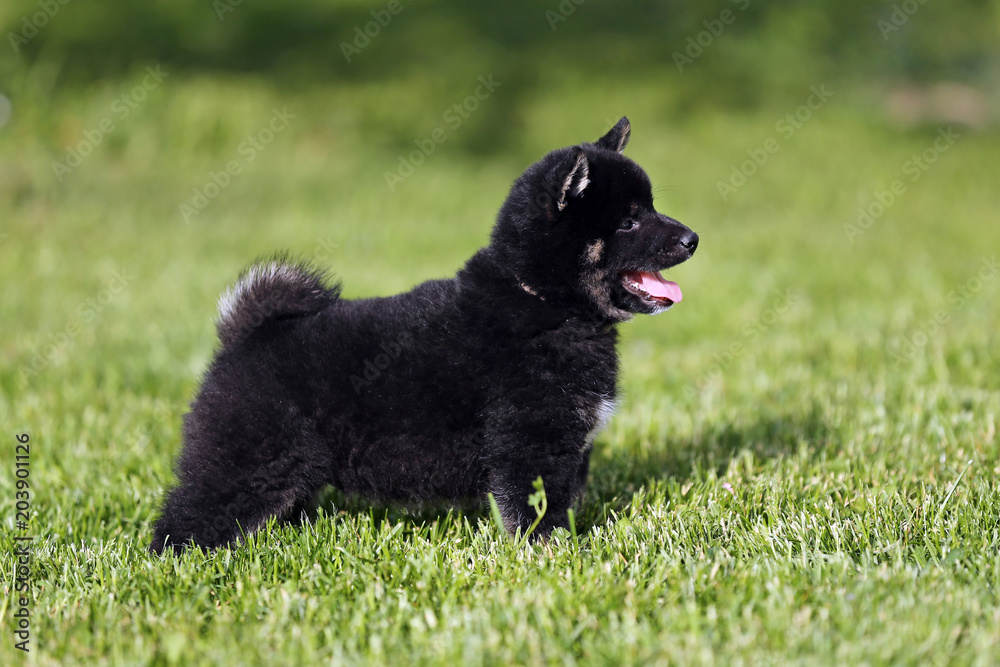 Closeup of a black colored shiba puppy Closeup of a black colored shiba puppy