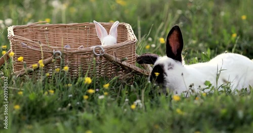Baby white rabbit in spring green grass background