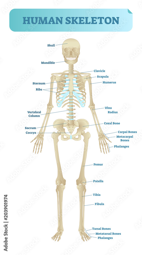 Human Skeletal System Anatomical Model Medical Vector Illustration