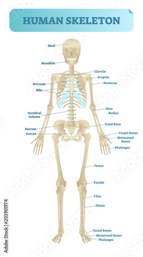 Human skeletal system, anatomical model. Medical vector illustration poster, educational information.