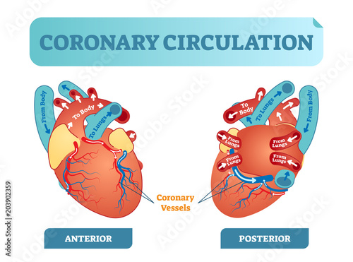 Coronary circulation anatomical cross section diagram, labeled vector illustration scheme. Blood flow circuit from body through heart and lungs and back to the body.
