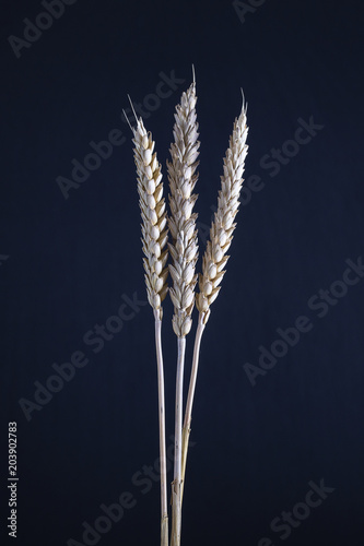 Three stems of wheat on a black background. Dry wheat spikelets on a dark background