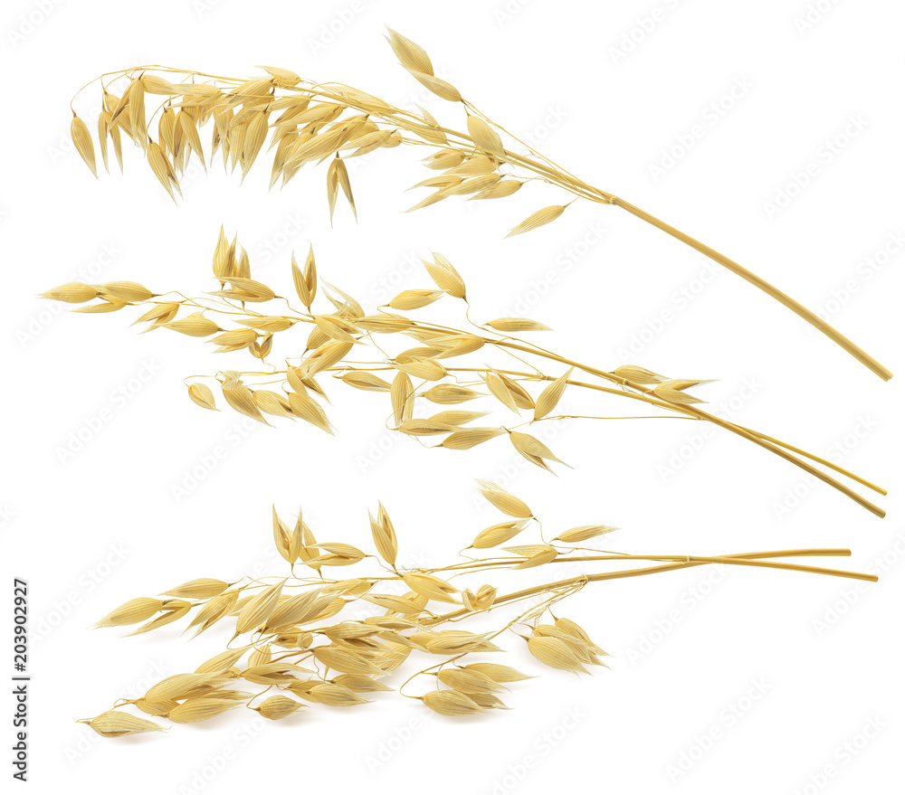3 oat ears isolated on white background. With clipping path 3 oat ears isolated on white background. With clipping path