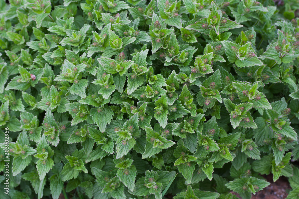 Veronica chamaedrys plant Veronica chamaedrys plant