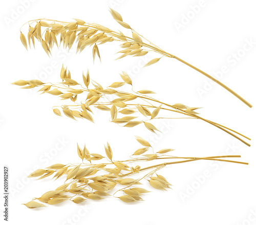 3 oat ears isolated on white background. With clipping path
