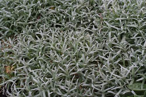 Cerastium tomentosum  Snow-in-Summer 