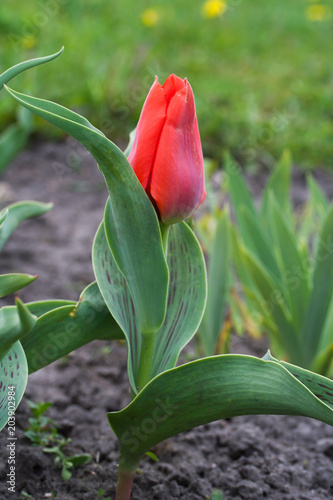 Tulipa Greigii Princesse Charmante photo