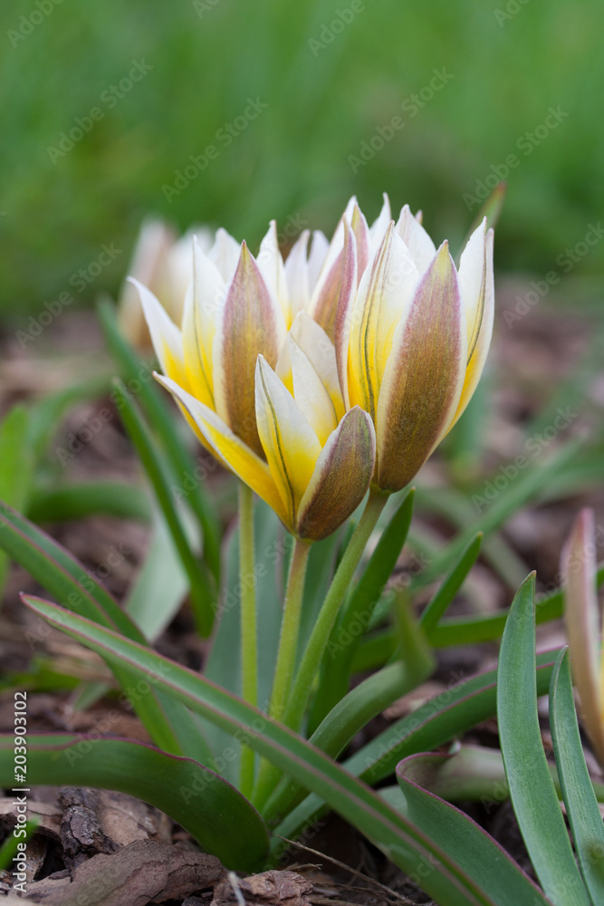 Tulipa Dasystemon Tarda (late tulip, tarda tulip) Tulipa Dasystemon Tarda (late tulip, tarda tulip)