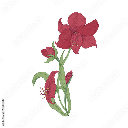 Elegant blooming red Amaryllis flowers, buds and leaves hand drawn on white b...