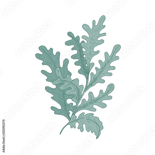 Beautiful decorative Cineraria with white leaves hand drawn on white background