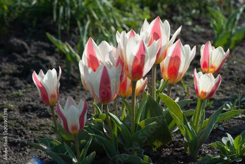 Tulipa greigii 'Authority' in early morning