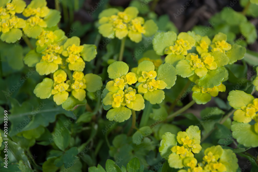 Chrysosplenium alternifolium (alternate-leaved golden-saxifrage) in spring garden, Latvia, Europe Chrysosplenium alternifolium (alternate-leaved golden-saxifrage) in spring garden, Latvia, Europe