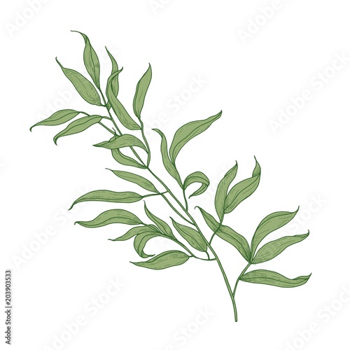 Eucalyptus branch with green leaves hand drawn on white background. Elegant detailed drawing of part of plant, tree or shrub. Colorful botanical vector illustration in beautiful antique style.