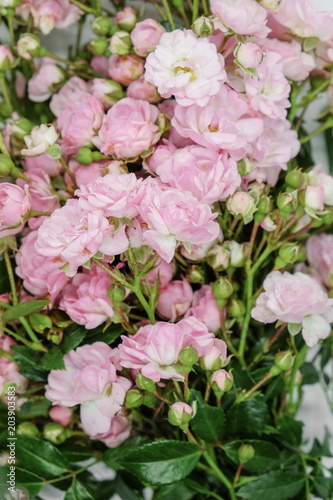 Pink miniature roses on white background 